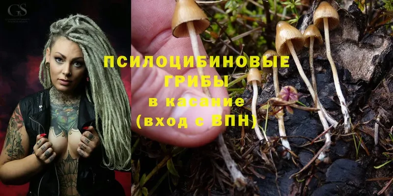 Галлюциногенные грибы Psilocybe  продажа наркотиков  hydra tor  Каспийск 